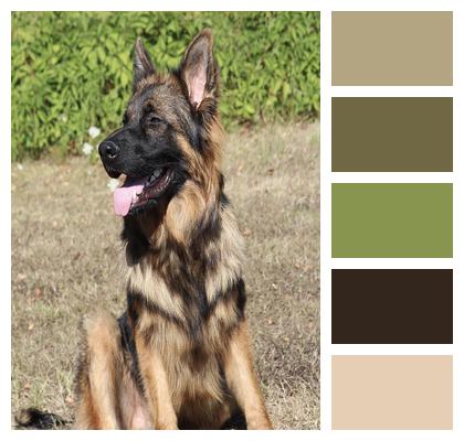 Outdoors Dog German Shepherd Dog Image